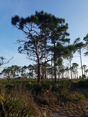 Pinus elliottii densa