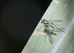 Chrysosoma leucopogon