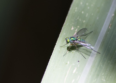 Chrysosoma leucopogon