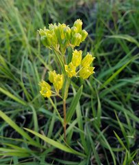 Asclepias pedicellata image
