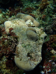 Gardineroseris planulata