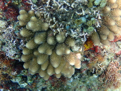 Acropora monticulosa