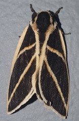 Automeris lauroia