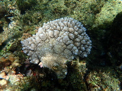 Acropora abrotanoides