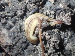 Australopacifica cooperi
