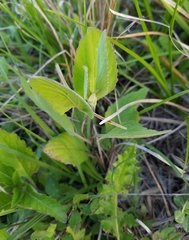 Verbena scabra