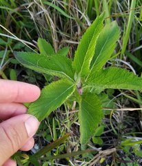 Verbena scabra
