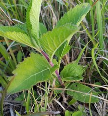 Verbena scabra