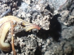 Australopacifica cooperi