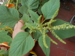 Amaranthus viridis