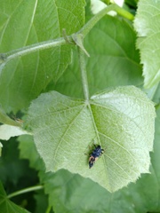 Harmonia axyridis