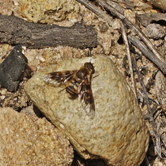 Thyridanthrax nugator