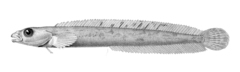 Stout Eelblenny photo 2