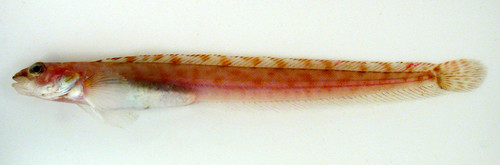 Stout Eelblenny