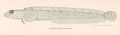 Stout Eelblenny photo 3