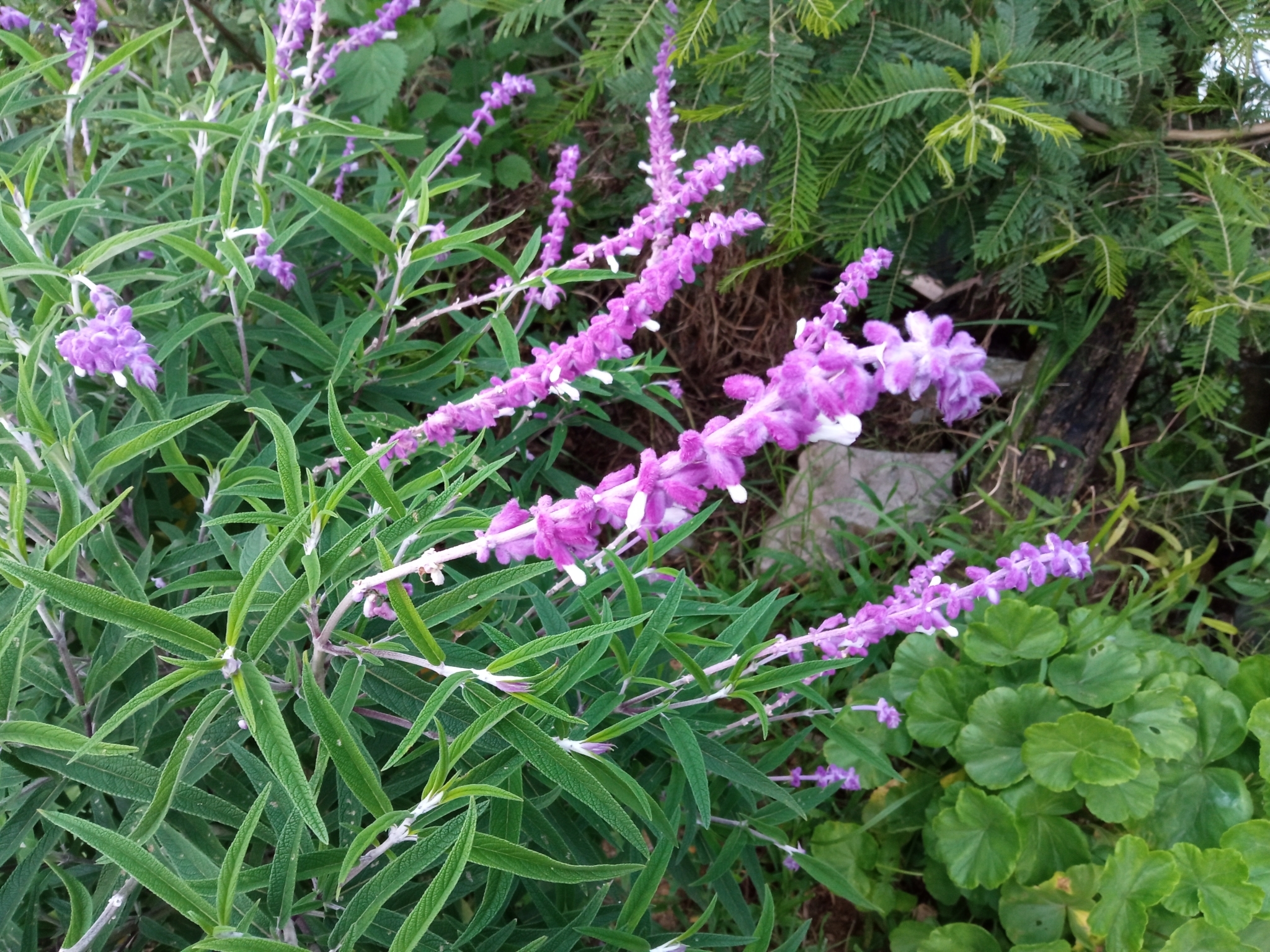 Salvia leucantha image