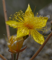 Mentzelia crocea