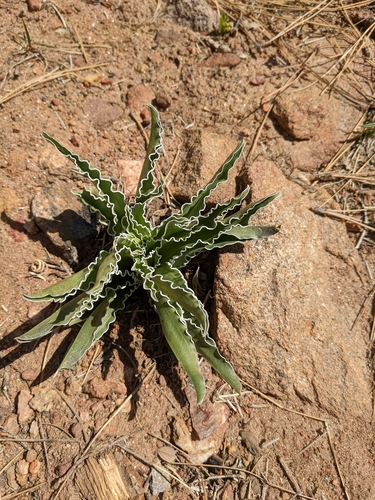 Image of Frasera parryi by (c) sdash, some rights reserved (CC BY)
