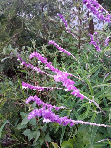 Salvia leucantha image