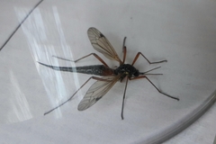 Tanyptera atrata