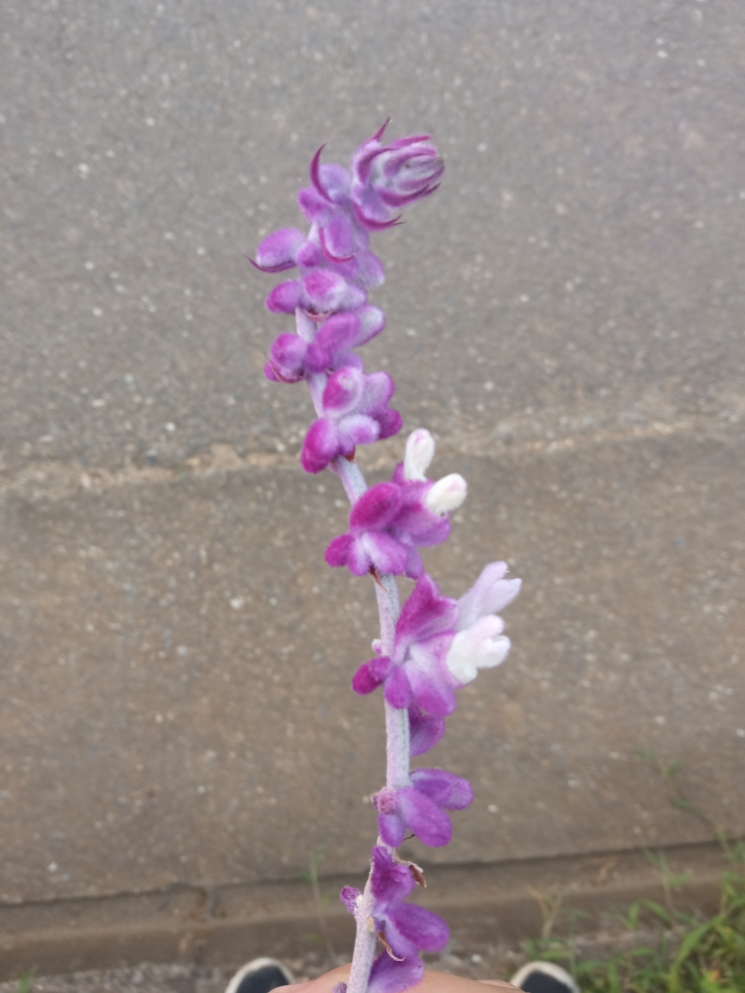 Salvia leucantha image