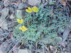 Lomatium observatorium
