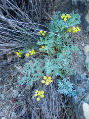 Lomatium observatorium