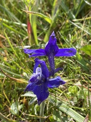 Delphinium decorum