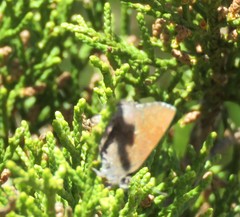 Callophrys henrici