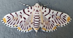 Polygrammodes maccalis