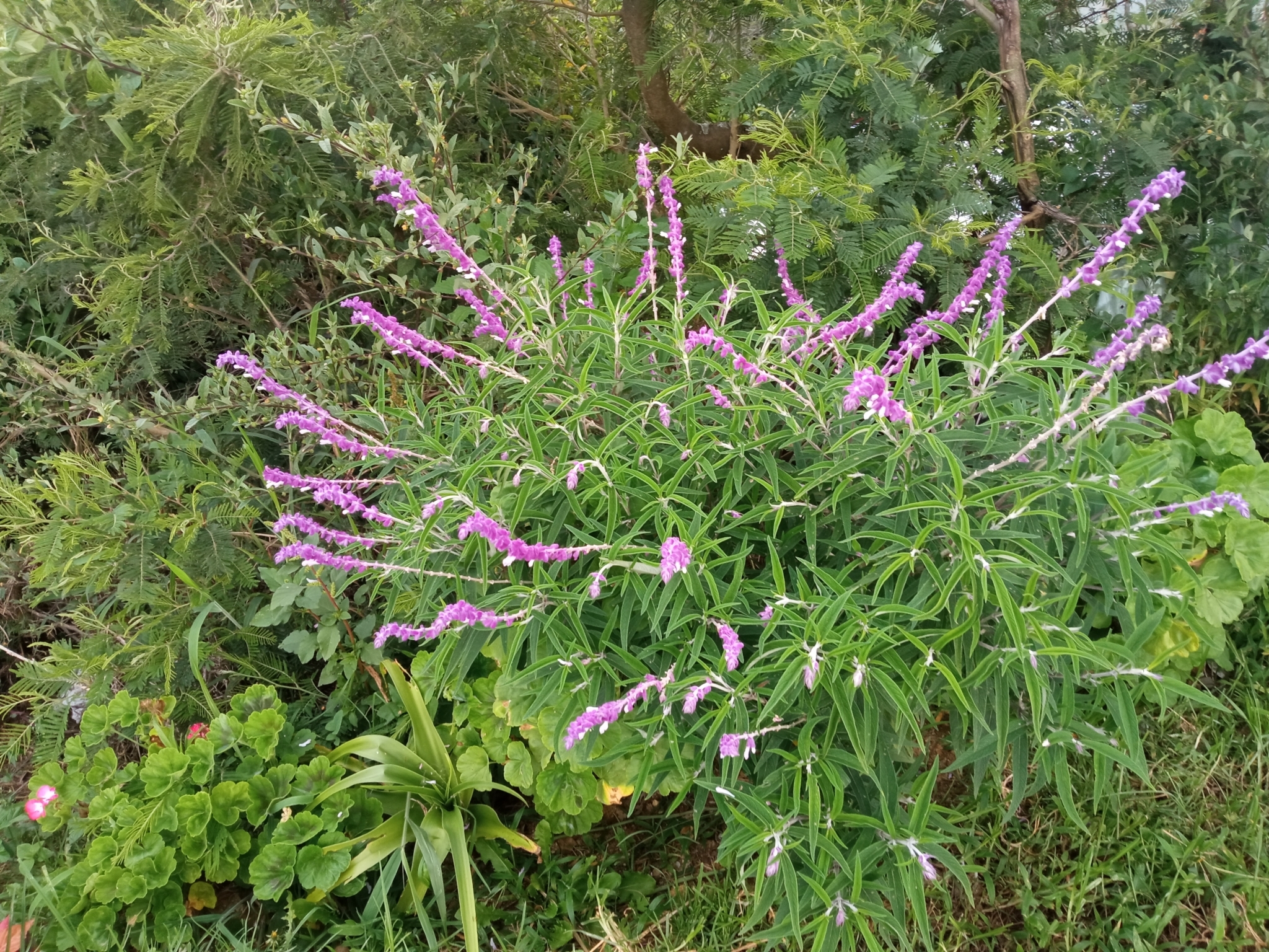 Salvia image