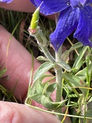 Delphinium decorum