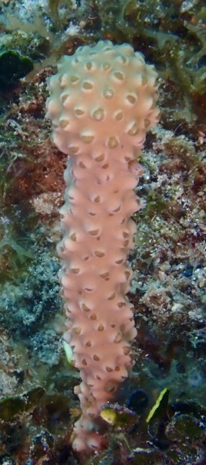 Giant Slit-pore Sea Rod