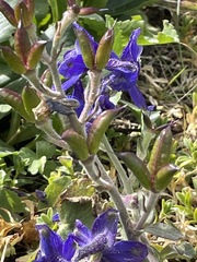 Delphinium decorum