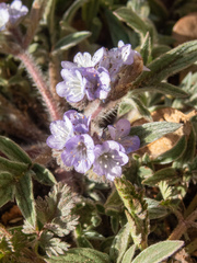 Phacelia breweri