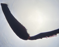 Pangaeus tuberculipes