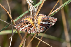 Chrysolarentia vicissata