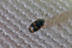 Litargus tetraspilotus