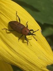 Rhodobaenus tredecimpunctatus