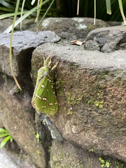 Aenetus ramsayi
