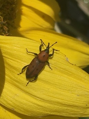 Rhodobaenus tredecimpunctatus