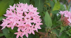 Ixora coccinea