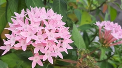 Ixora coccinea