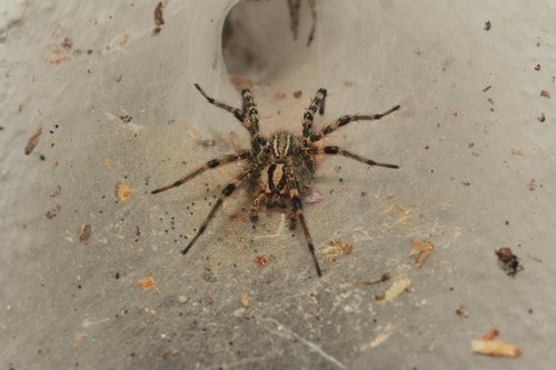 Desert Grass Spider