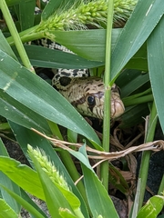 Pituophis catenifer sayi