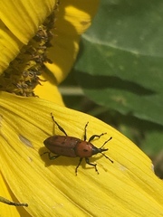 Rhodobaenus tredecimpunctatus