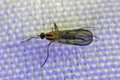 Rhamphomyia vittata