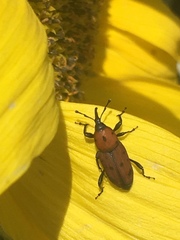 Rhodobaenus tredecimpunctatus