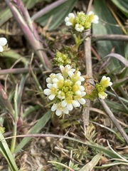 Triphysaria floribunda