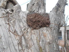 Insecta